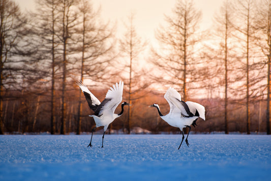 <Winter> Hokkaido Winter Wonderland 9D7N