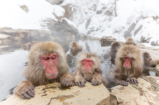 <Winter> Winter Gourmet in Central Japan with Snow Monkey 9D6N