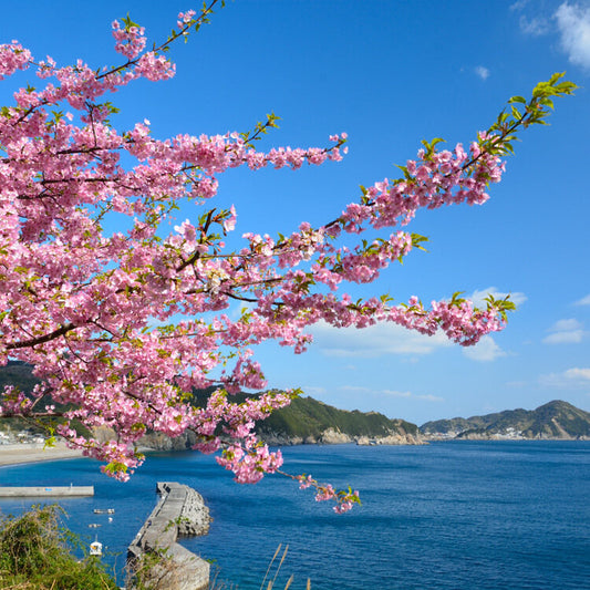 <Winter> Winter Blossoms in Kyushu & Youra Peninsula 10D7N