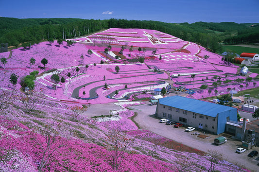 <Spring> Floral Story @ Hokkaido + 2N Tokyo 11D8N