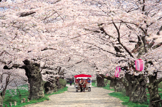 <Spring> Embracing Spring in North Japan 11D8N