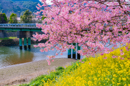 <Winter> Early Blossoms in North Central Japan with Izu Peninsula 9D7N/10D7N