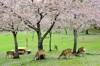 <Spring> Spring Elegance Classic Japan 9D7N/10D7N