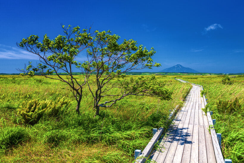 <Summer> Sublime Summer in Northern Hokkaido + 2N Tokyo 11D8N