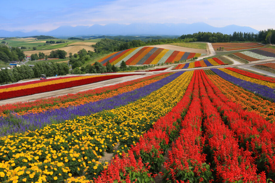 <Summer> Nature & Summer Charms of East Hokkaido + 2N Tokyo 11D8N