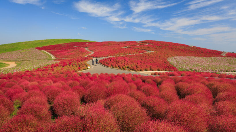 <Autumn> Autumn Colors in North Central Japan 10D7N
