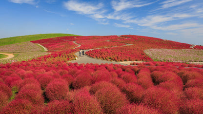 <Autumn> Autumn Colors in North Central Japan 10D7N