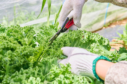 <Summer> Nature & Summer Charms of East Hokkaido + 2N Tokyo 11D8N