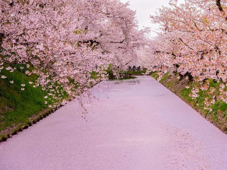 Embracing Spring in North Japan 10D8N/11D8N