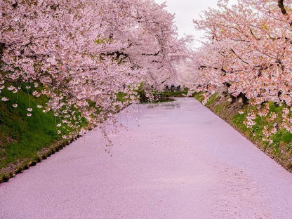 Embracing Spring in North Japan 10D8N/11D8N