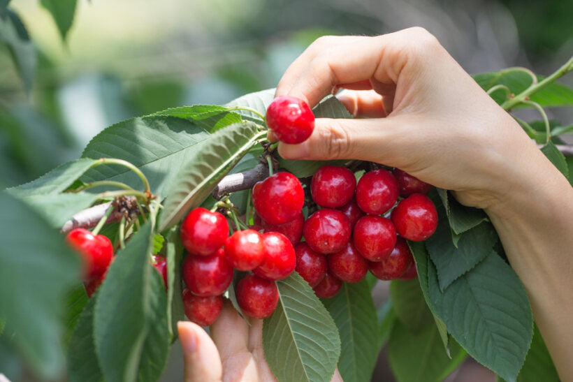 <Summer> The Wonders of Osaka, Mie, Nagoya & Tokyo 9D6N