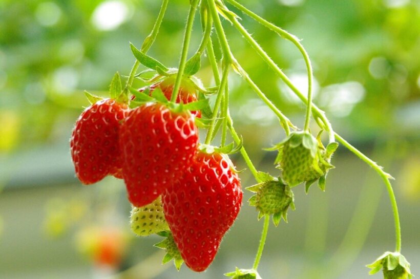 <Autumn> Autumn Splendour of Sanyo Region & Okunoshima Island 10D7N