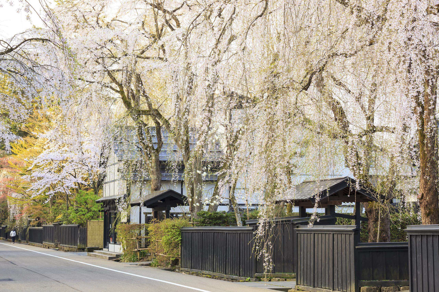 <Spring> Spring Beauty in North Japan & East South Hokkaido 10D7N