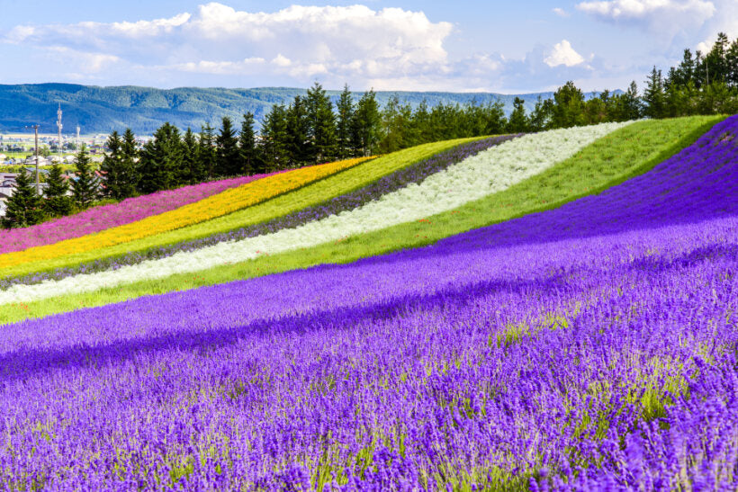 [SJ60 Exclusive Plan] <Summer> Lavender Dreams & Natural Beauty in Hokkaido 10D7N/11D8N