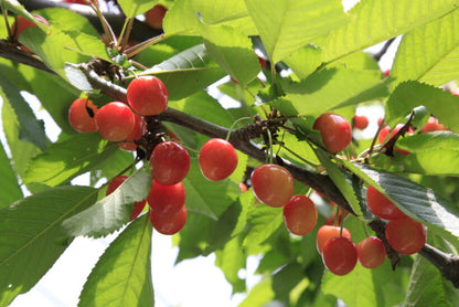 <Summer> Highlights of Central Japan with Noto Peninsula 9D6N