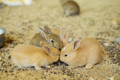 <Autumn> Autumn Splendour of Sanyo Region & Okunoshima Island 10D7N