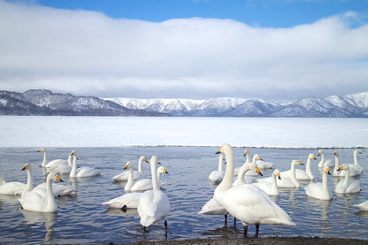 <Winter> Hokkaido Winter Festival & Icebreaker + 2N Tokyo 11D8N