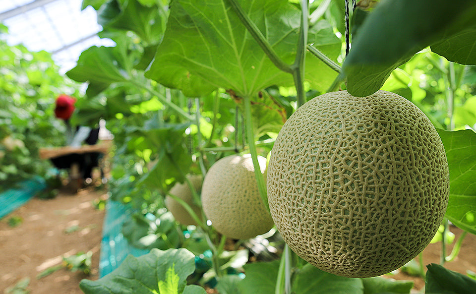 <Summer> Sublime Summer in Northern Hokkaido + 2N Tokyo 11D8N