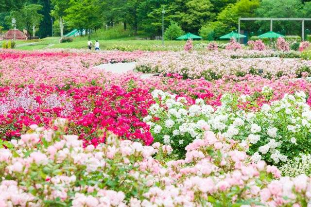 <Spring> Spring Discovery in Central Japan 9D6N