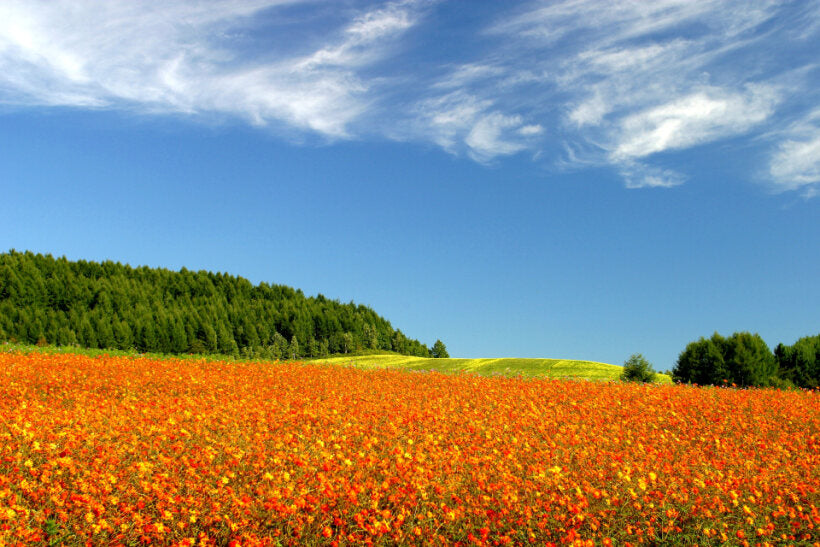 <Autumn> Fabulous East Hokkaido + 2N Tokyo 11D8N