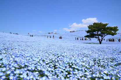 <Spring> Spring Colours in North Central Japan 10D7N/9D7N