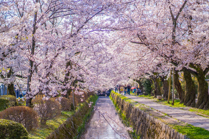 <Spring> Spring Elegance Classic Japan 9D6N