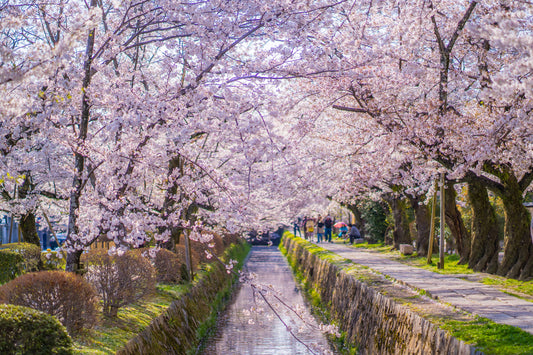 <Spring> Spring Elegance Classic Japan 9D6N