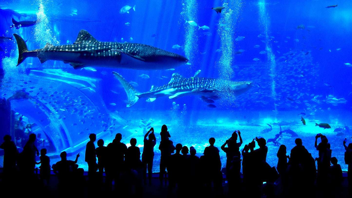 <Winter> Family Fun in Okinawa 5D4N (LAND ONLY)