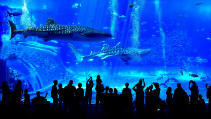 <Winter> Family Fun in Okinawa 5D4N (LAND ONLY)