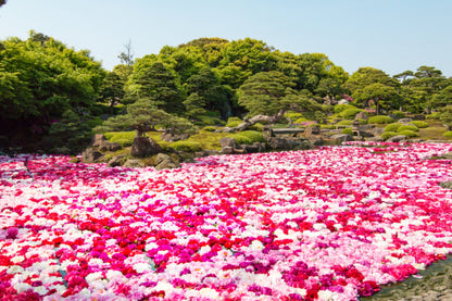 <Spring> Charms of Chugoku & San'in Japan 10D7N