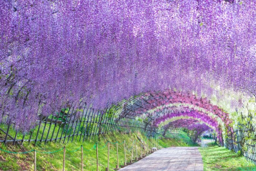<Spring> Spring Colours in North Central Japan 10D7N/9D7N