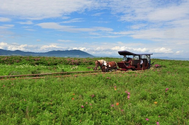 <Summer> Sublime Summer in Northern Hokkaido + 2N Tokyo 11D8N