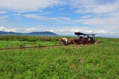 <Summer> Sublime Summer in Northern Hokkaido + 2N Tokyo 11D8N