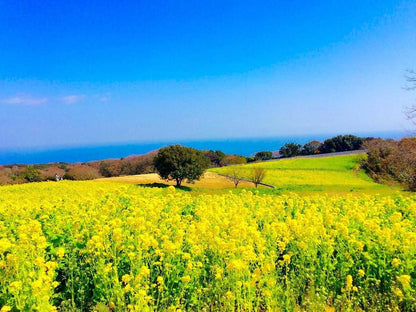 <Spring> Spring Wonders of Shikoku & Awaji Island 10D7N