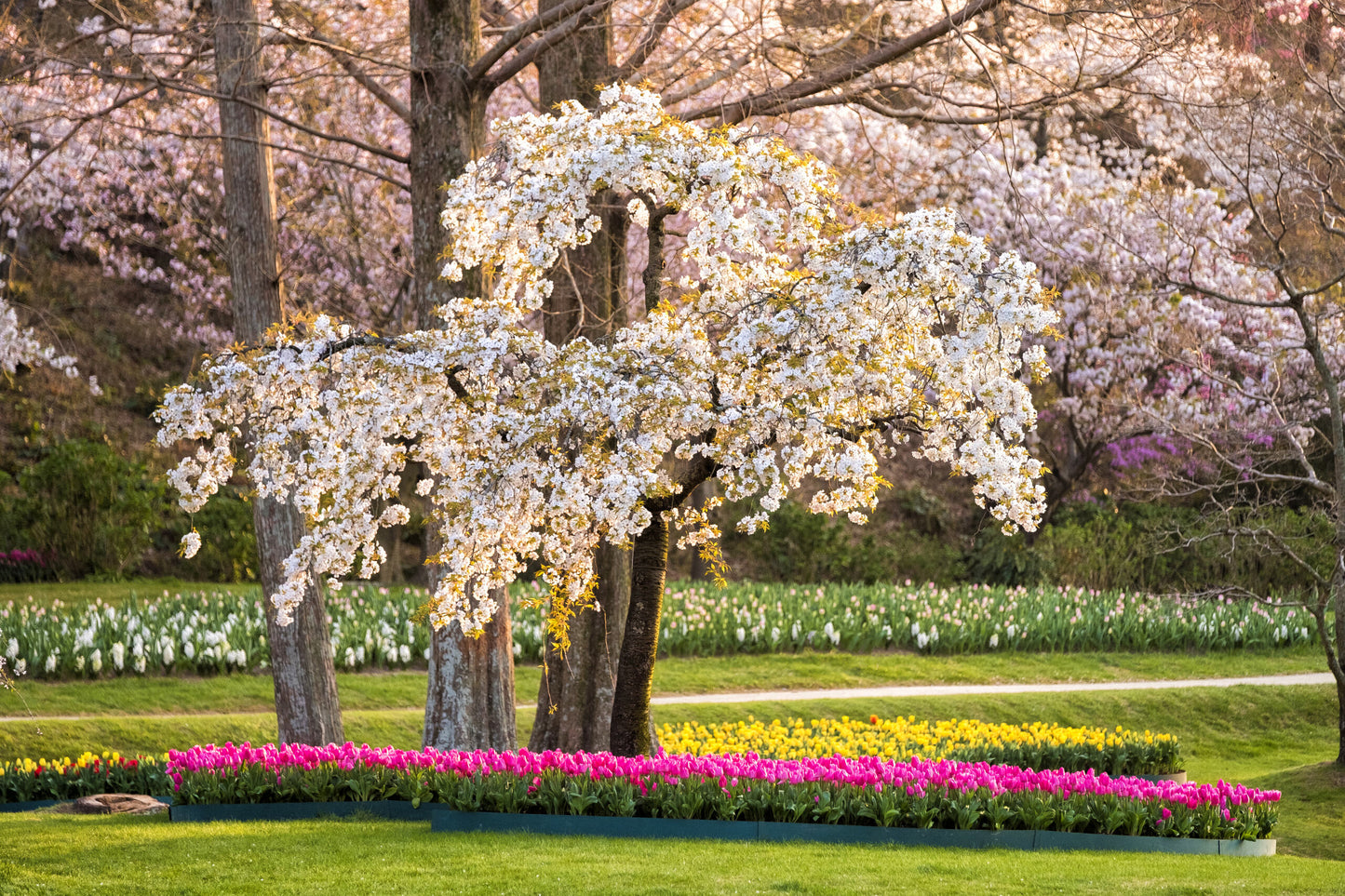 <Spring> Spring Elegance Classic Japan 9D6N