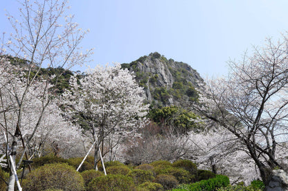 <Spring> Spring Breeze in Kyushu 9D7N/10D7N