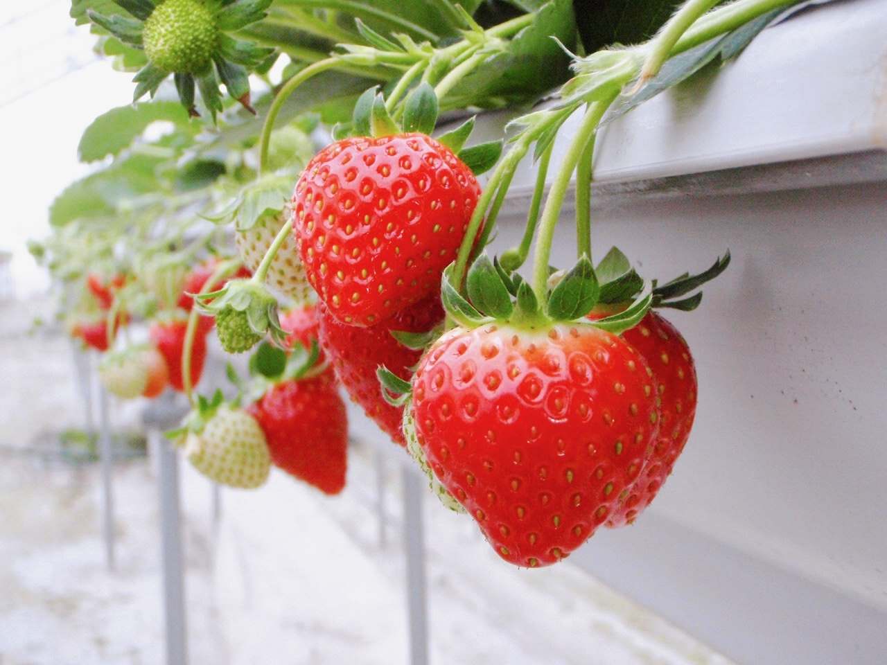 <Winter> Winter Light Up & Gourmet Indulgence in Central Japan 9D6N