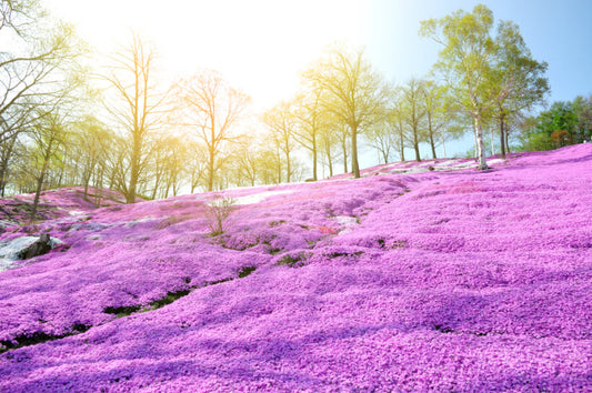 <Spring> Amazing Charms of Central Japan & Noto Peninsula 9D7N