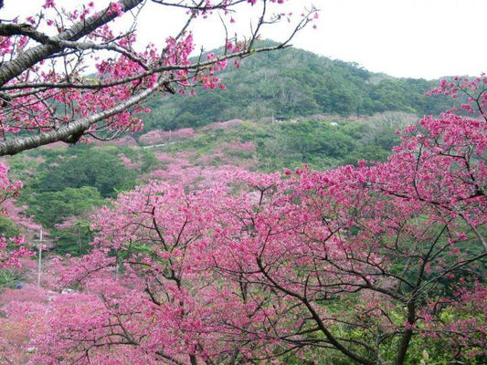 <Winter> Okinawa Spring Flowers & Mori no Nigiwai 7D5N (LAND ONLY)