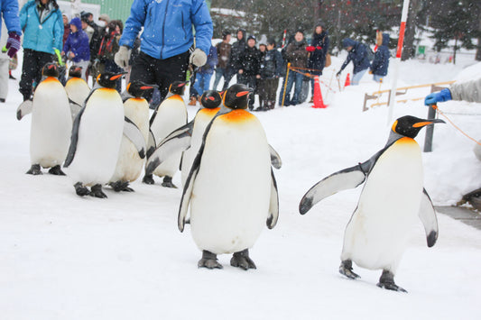 <Winter> Hokkaido Winter Wonderland 9D7N