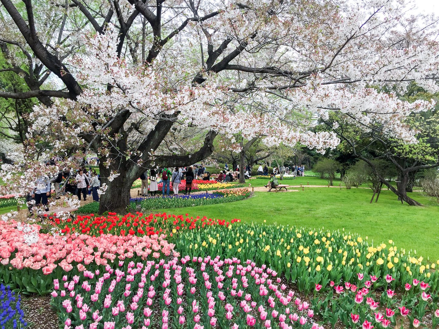 Embracing Spring in North Japan 10D8N/11D8N