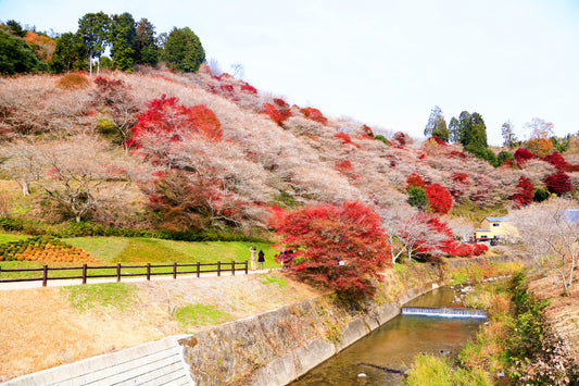 <Autumn> Autumn Fun Escape in Central Japan with LEGOLAND Japan 9D7N