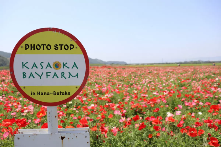 <Autumn> Autumn Splendours of Sanyo Region & Okunoshima Island 10D7N