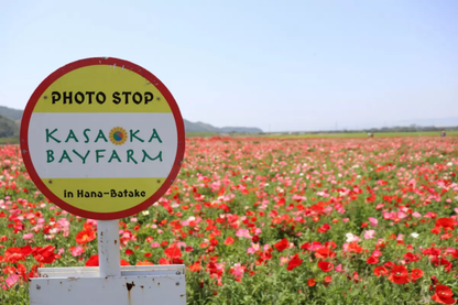 <Autumn> Autumn Splendours of Sanyo Region & Okunoshima Island 10D7N