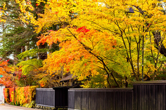 [SJ60 Exclusive Plan] <Autumn> Autumn Beauty in East South Hokkaido & Enchanting Tohoku 10D7N/11D8N