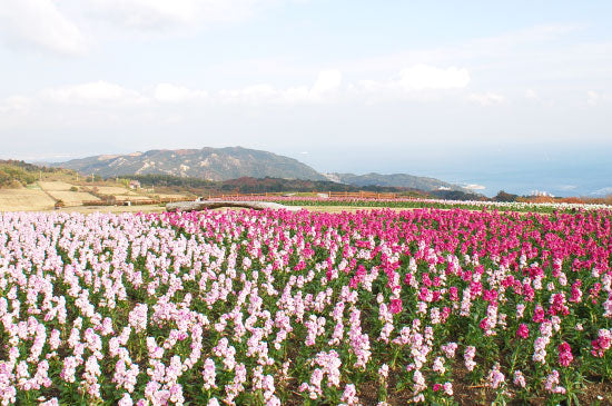 <Spring> Spring Wonders of Shikoku & Awaji Island 10D7N
