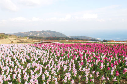 <Spring> Spring Wonders of Shikoku & Awaji Island 10D7N