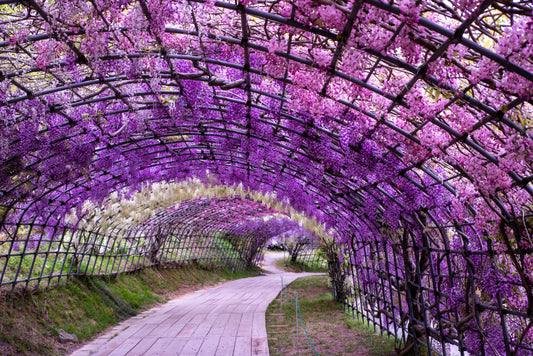 Spring Blossoms in Kyushu 9D7N