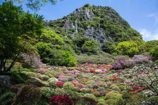 <Spring> Spring Blossoms in Northern Kyushu & Gunkanjima 9D7N