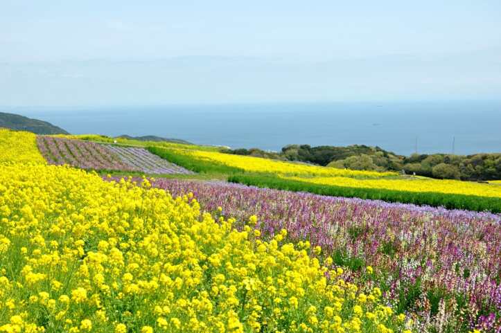 <Spring> Spring Wonders of Shikoku & Awaji Island 10D7N